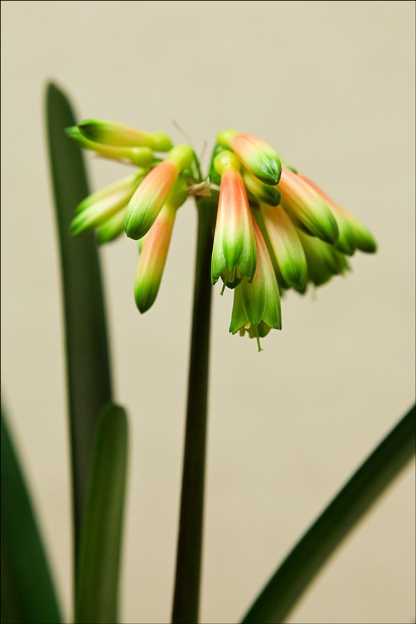 bloomingcnobilis2.jpg