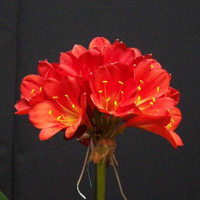 North American Clivia Society