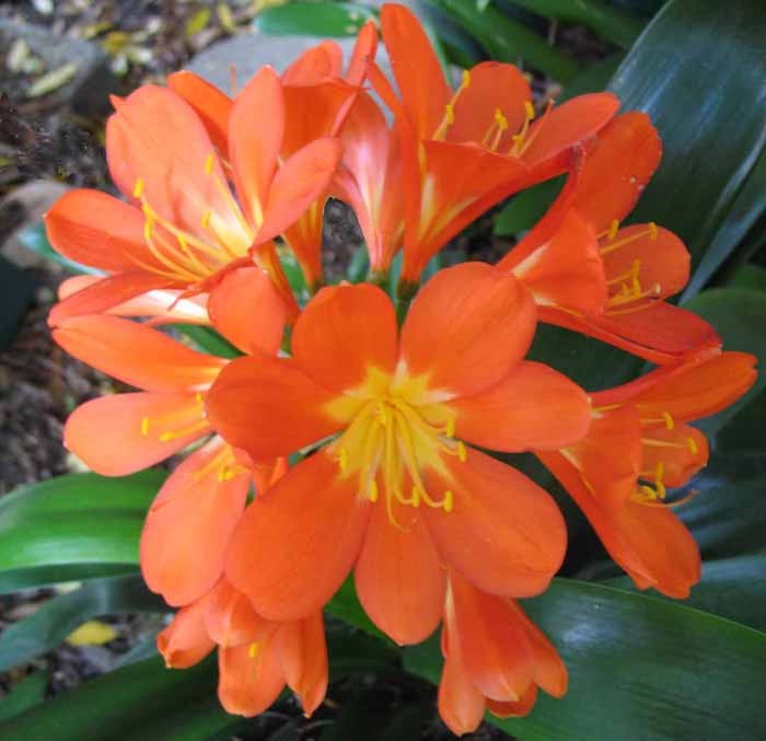 North American Clivia Society