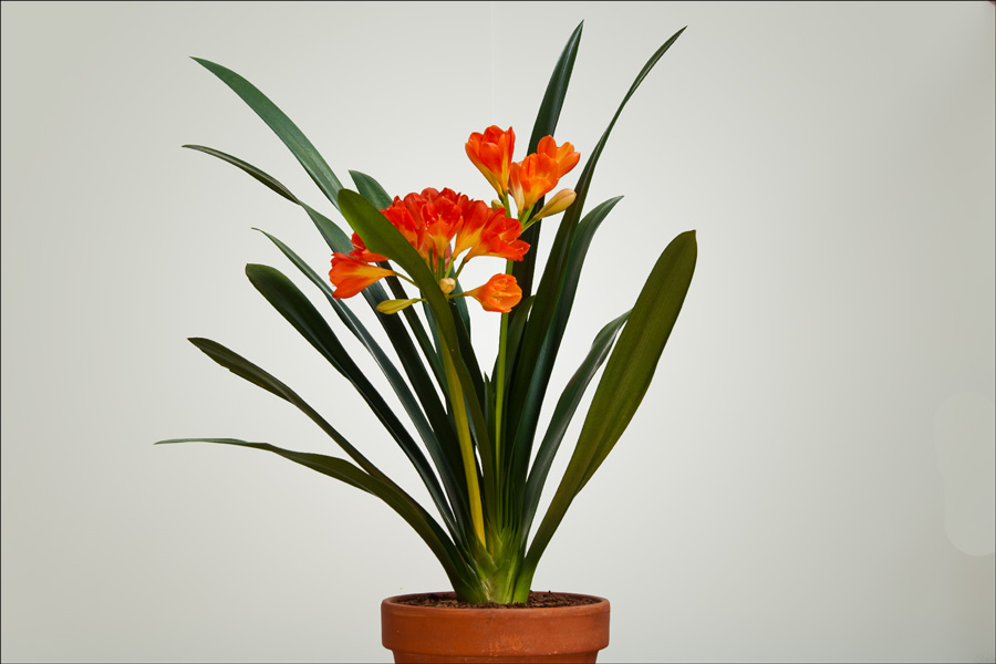 Unusual Orange Flower